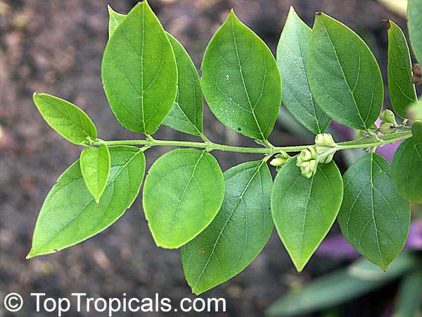 Nyctanthes arbor tristis